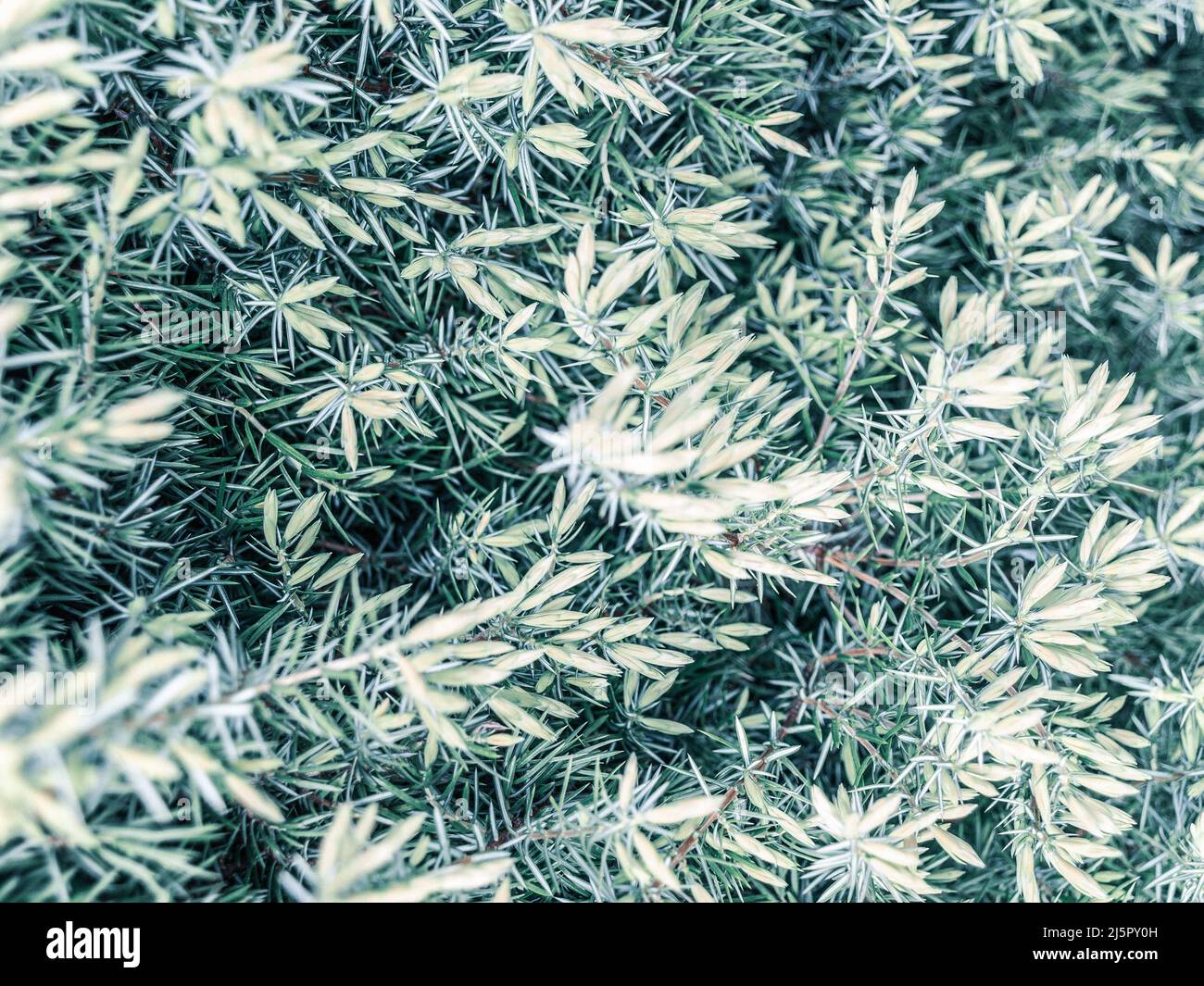 Frische Juniper-Triebe aus nächster Nähe Stockfoto