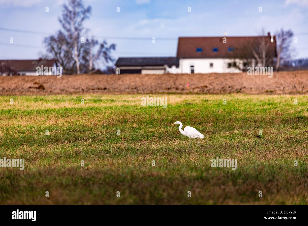 Menschen und Tiere leben immer mehr zusammen, nicht nur in ländlichen Gebieten Stockfoto