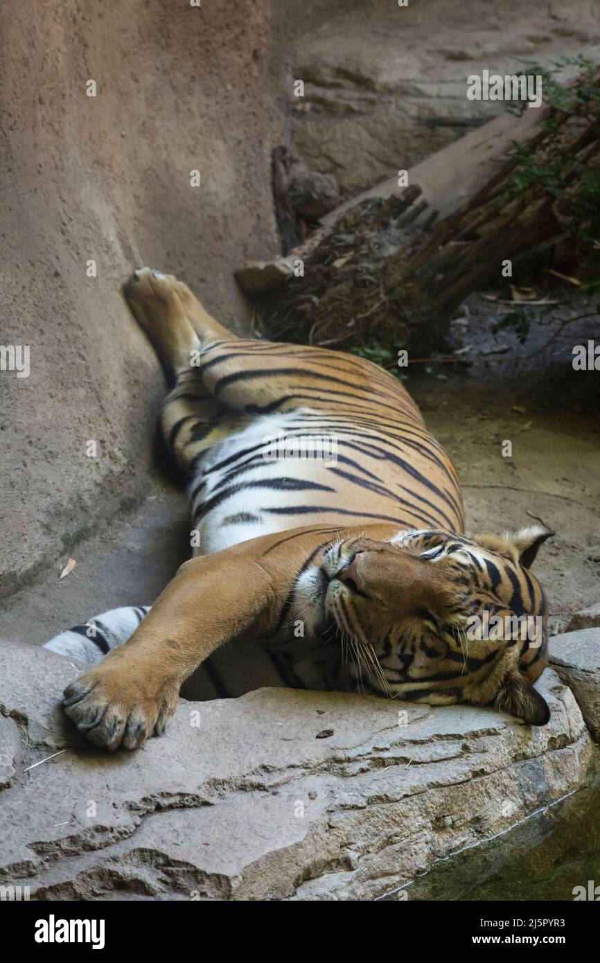 Malaiischer Tiger liegt auf seinem Gehege Boden im San Diego Zoo Stockfoto