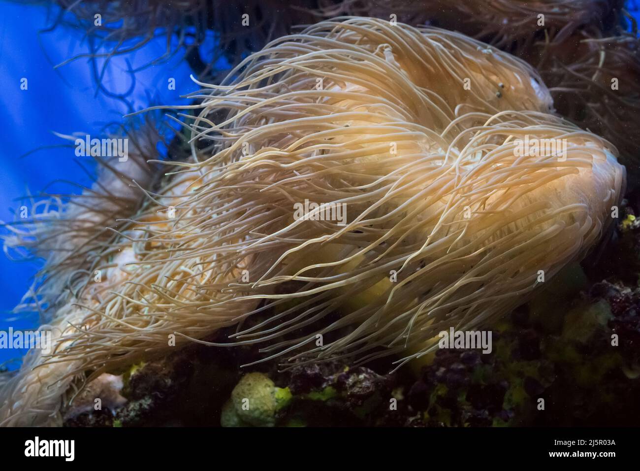 Fore Reef Seeanemone Stockfoto