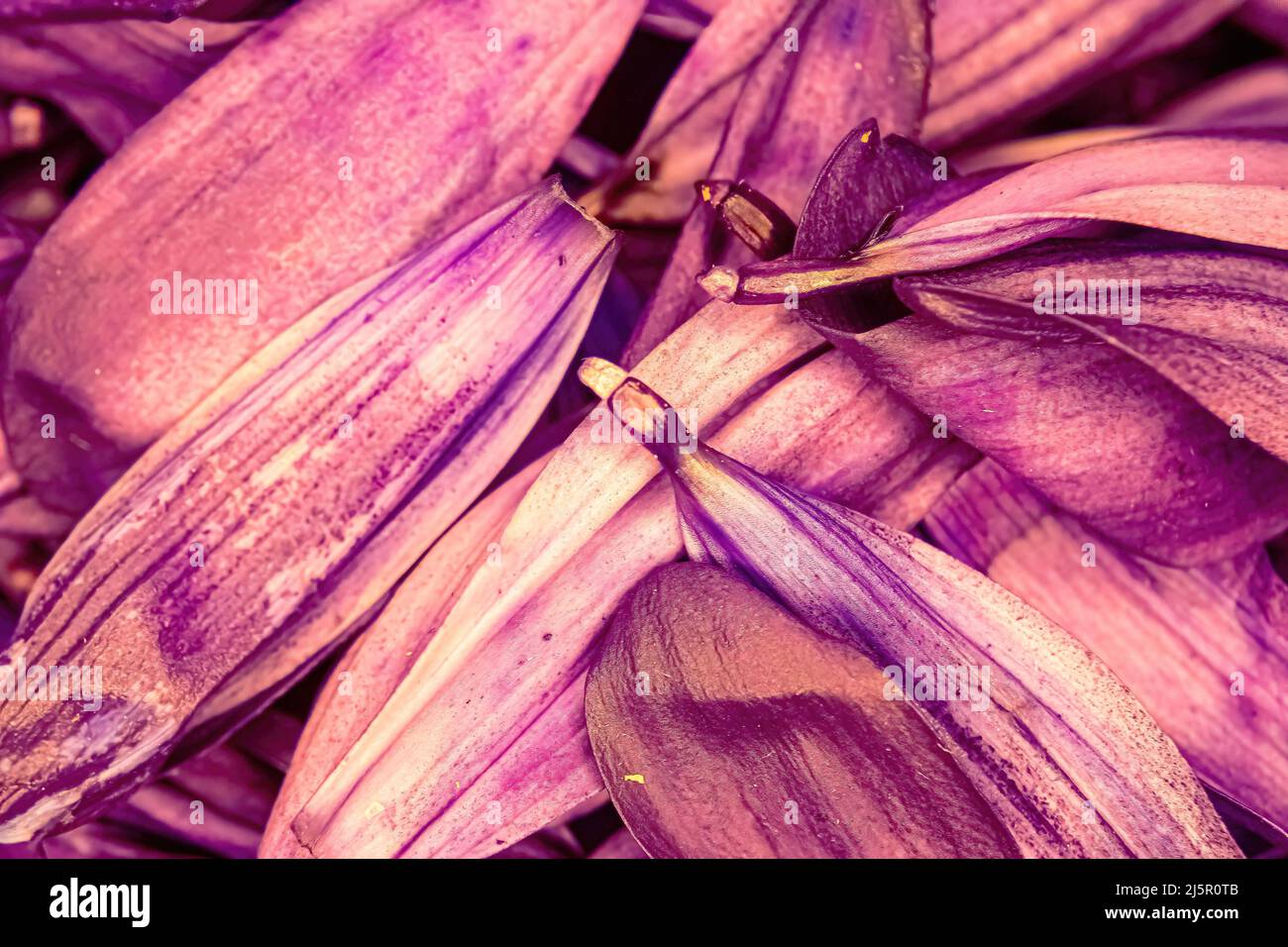 Bunte Blume Gänseblümchen Pedale gestapelt zusammen Stockfoto
