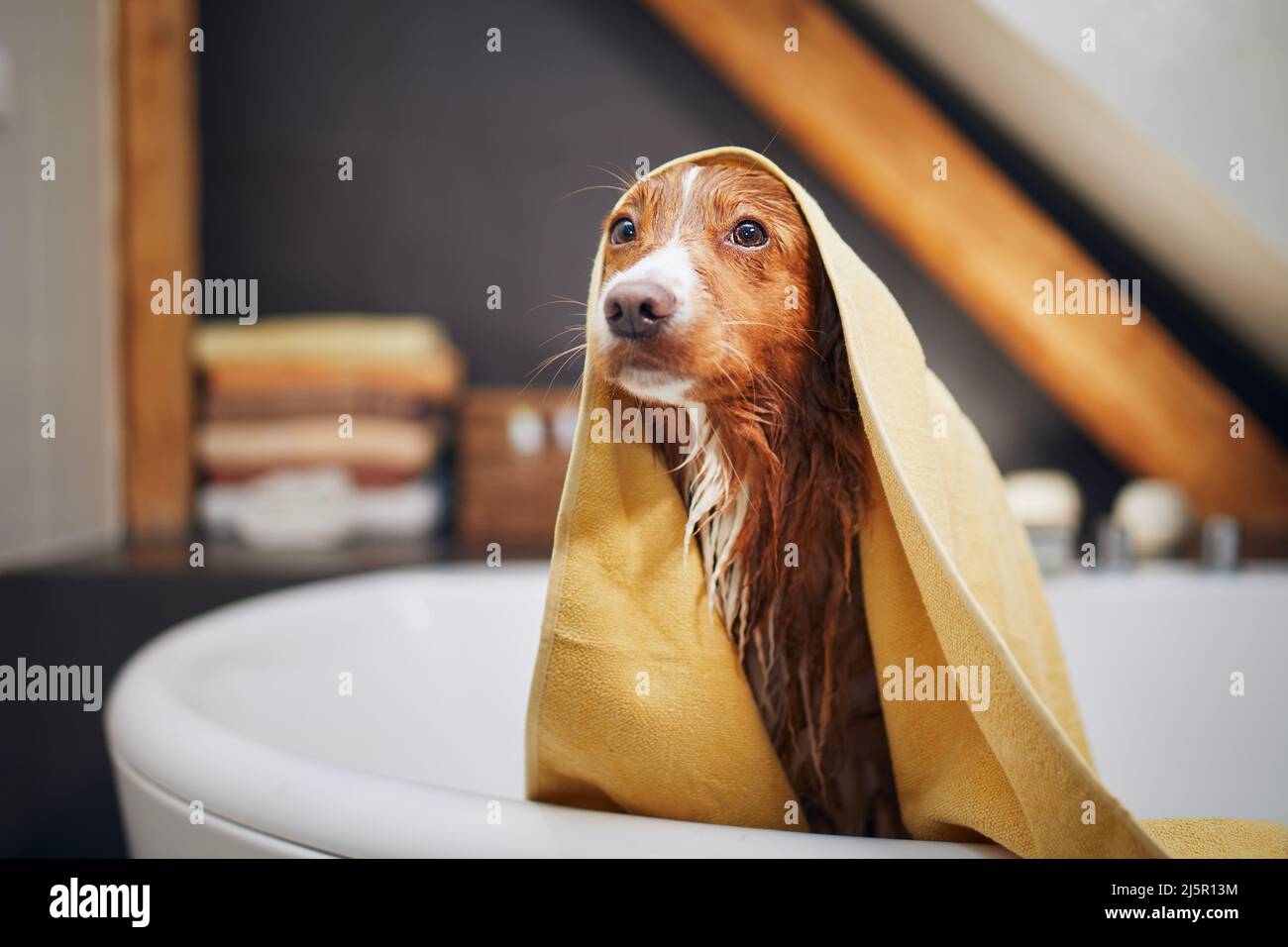 Nasser Hund nach der Dusche in Handtuch im Badezimmer gewickelt. Baden von Nova Scotia Duck Tolling Retriever. Stockfoto