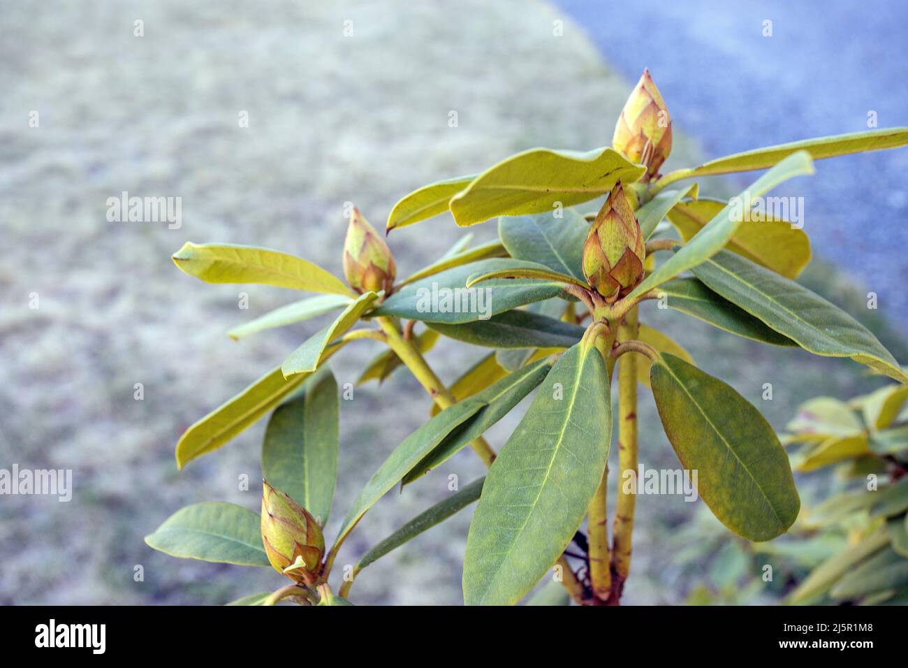 Fruit and rhododendron -Fotos und -Bildmaterial in hoher Auflsung  Alamy