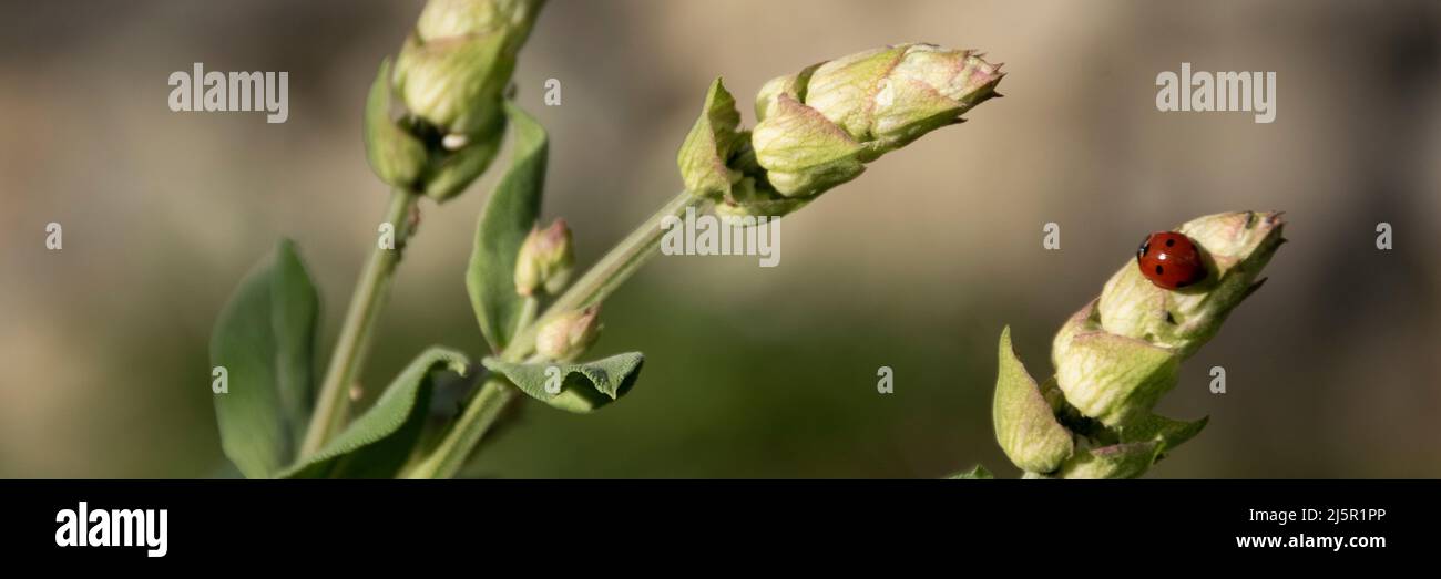 Marienkäfer auf einem Halm von Salbei, Insekten auf Pflanzen Stockfoto