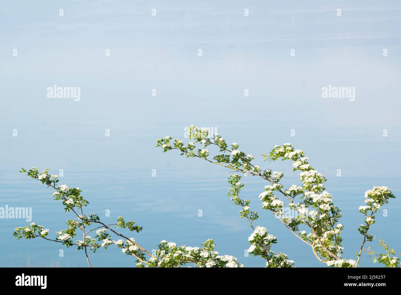 Minimales Naturdetail, ein Blütenzweig vor blauem Wasserhintergrund Stockfoto