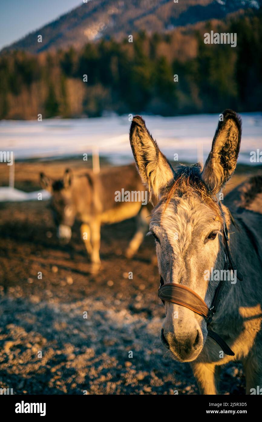 Junge Esel auf einer Ranch in den italienischen Bergen Stockfoto