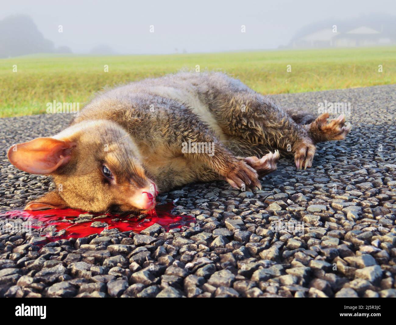 Der gewöhnliche Reisigschwanz-Possum (Trichosurus vulpecula) ist ein großer landwirtschaftlicher und erhaltlicher Schädling in Neuseeland. Auf dem Foto ein toter Possum, überrannt Stockfoto