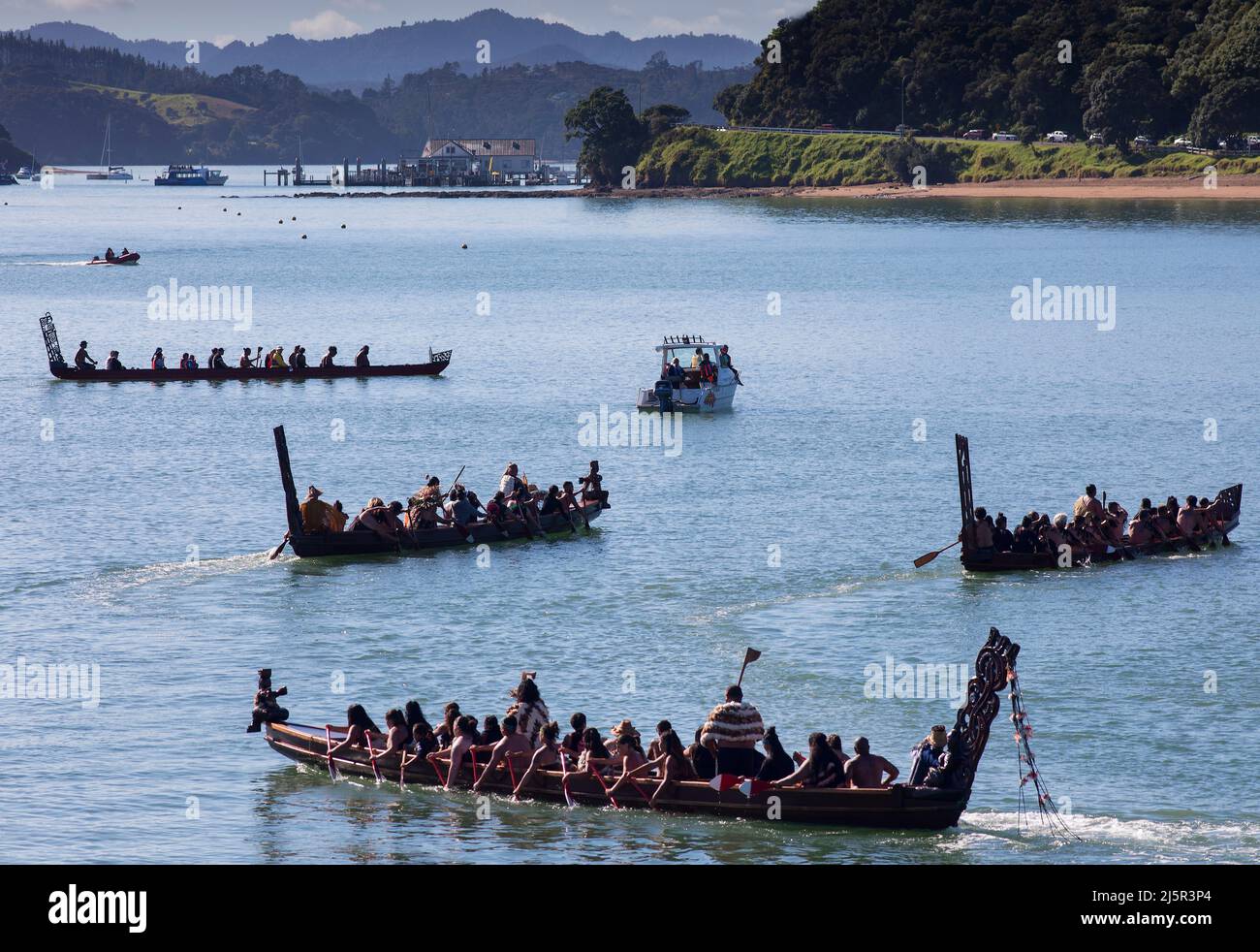 Maori-Krieger paddeln Waka taua (Kriegskanus) in Waitangi Day-Feierlichkeiten in Waitangi verschiedene Māori-Traditionen erzählen, wie ihre Vorfahren sich aufmachen Stockfoto