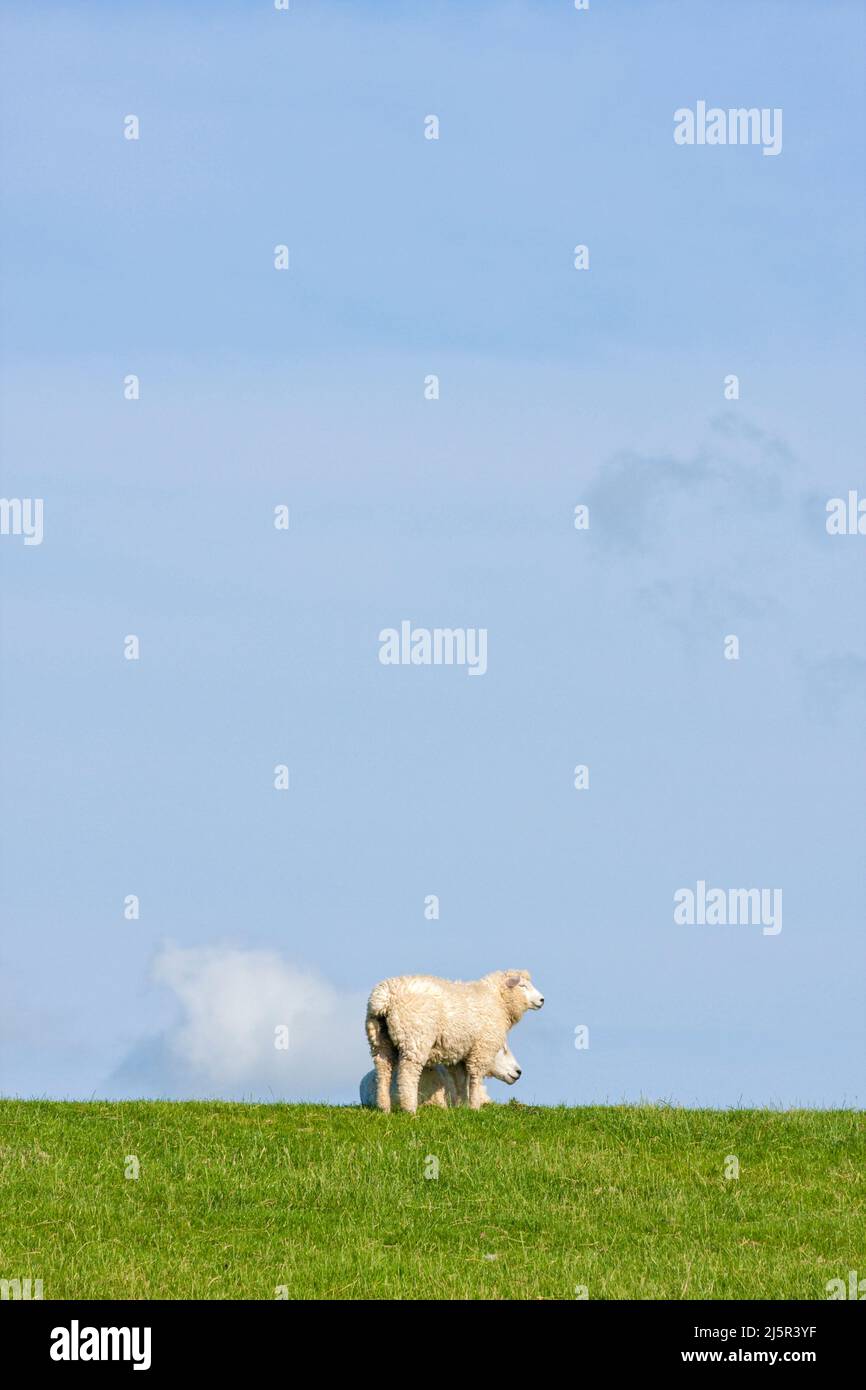 Zwei Schafe auf einem Deich an der deutschen Nordseeküste unter blauem Himmel, großer Kopierraum Stockfoto