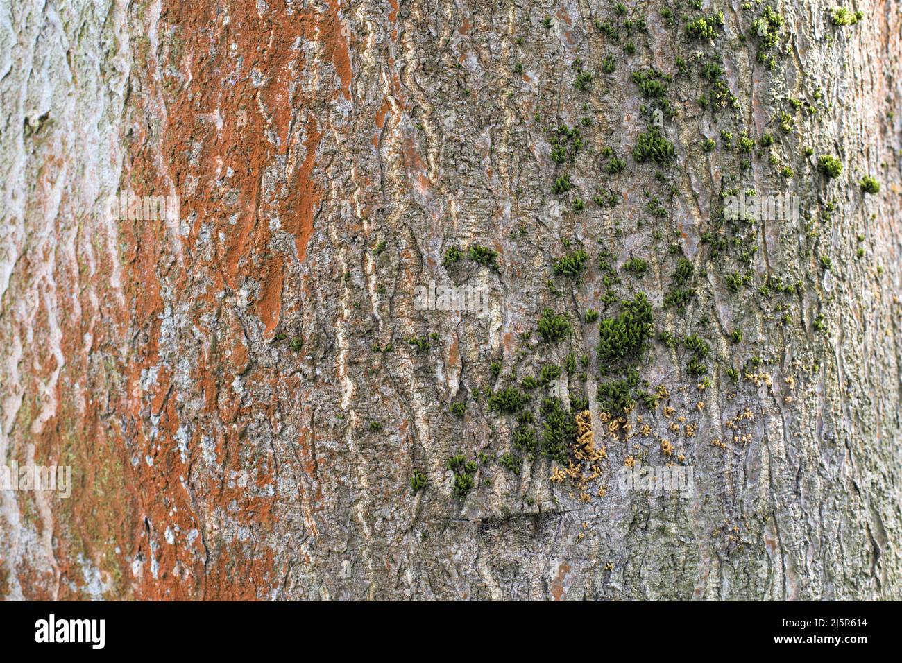 Alte strukturierte Baum schälende Rinde Hintergrund Stockfoto