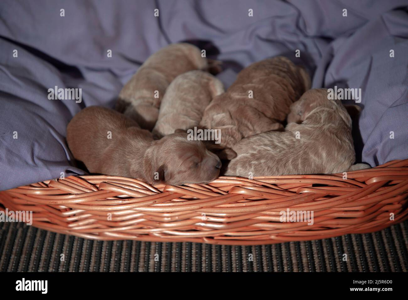 5 Tage alte Puochon (Pudel & Bichon Mix) Welpen schlafen in einem Korb Stockfoto