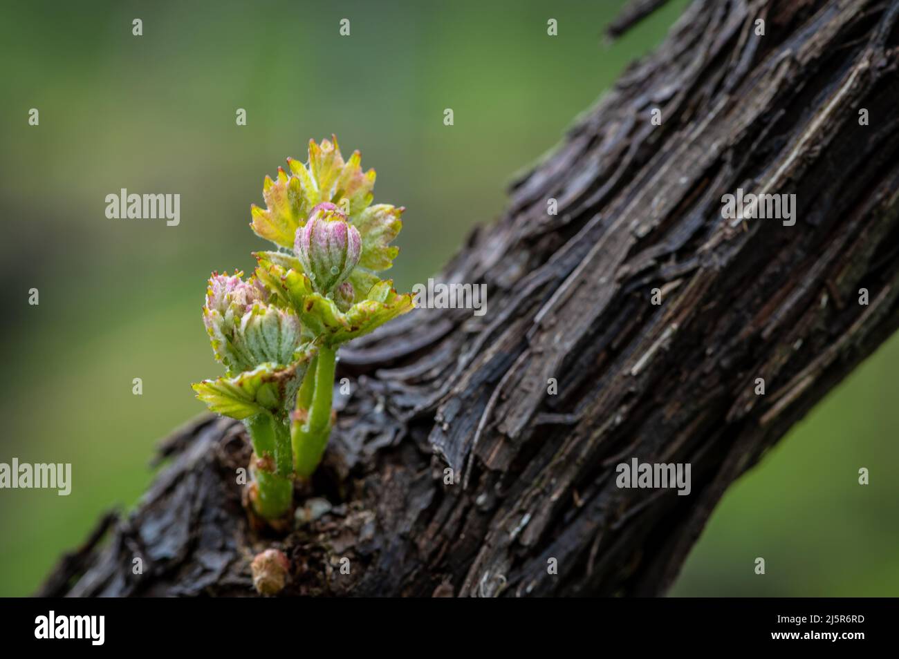 Nahaufnahme von sich entwickelnden Blütenständen auf der Weinrebe (Vitis vinifera) im Frühjahr. Junge Knospen der Weinrebe. Selektiver Fokus Stockfoto
