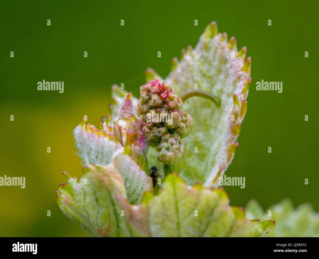 Nahaufnahme von sich entwickelnden Blütenständen auf der Weinrebe (Vitis vinifera) im Frühjahr. Junge Knospen der Weinrebe. Selektiver Fokus Stockfoto