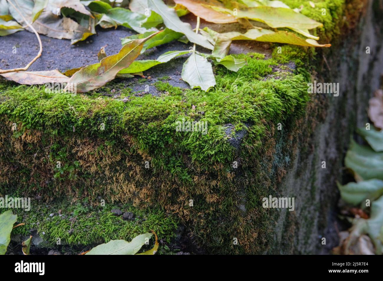 Moos wächst im Wald, grüner Hintergrund von üppigem Moos, selektiver Fokus. Sonnenlicht. Frühling Tierwelt und Ökologie, Nahaufnahme. Stockfoto