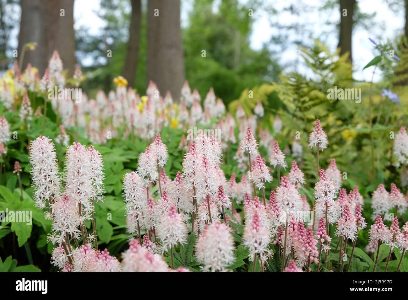 Weiße Herzblatt-Schaumblüte in Blüte. Stockfoto