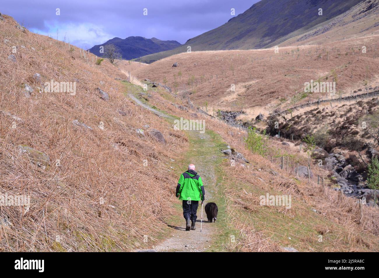 Ein älterer Mann, der mit seinem Hund auf einem Hügel im Lake District National Park in Cumbria, England, spaziert. Stockfoto