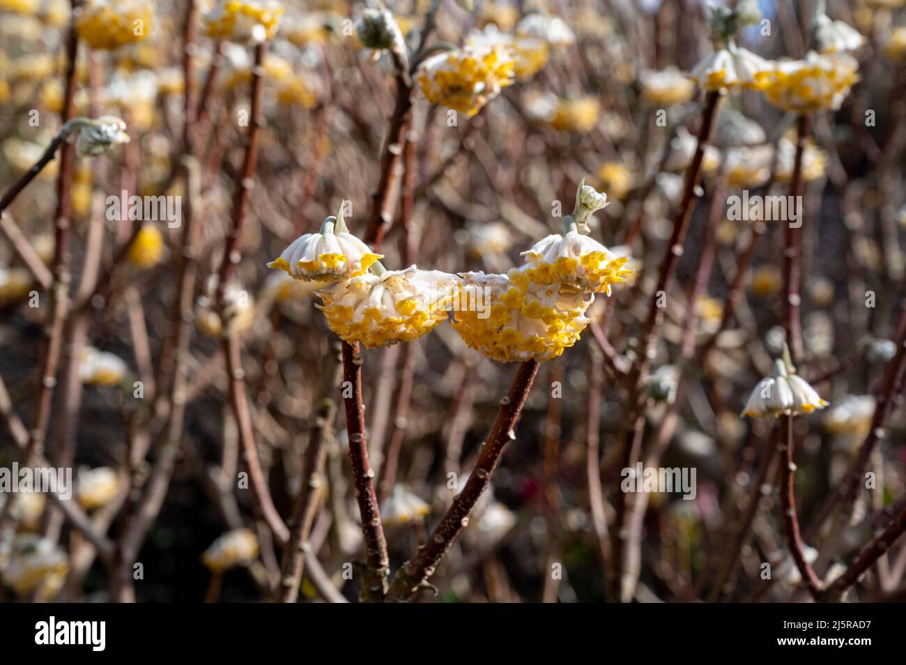 Edgeworthia chrysantha grandiflora, Paperbush Grandiflora, Edgeworthia grandiflora, Thymelaeaceae. Cremefarbene Blüten im frühen Frühjahr. Stockfoto