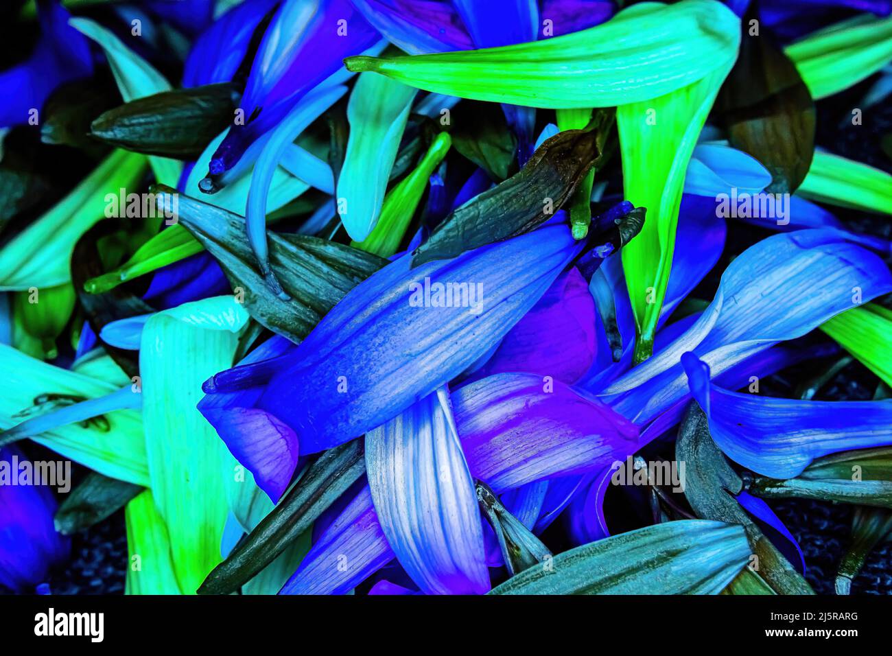 Bunte Blume Gänseblümchen Pedale gestapelt zusammen Stockfoto