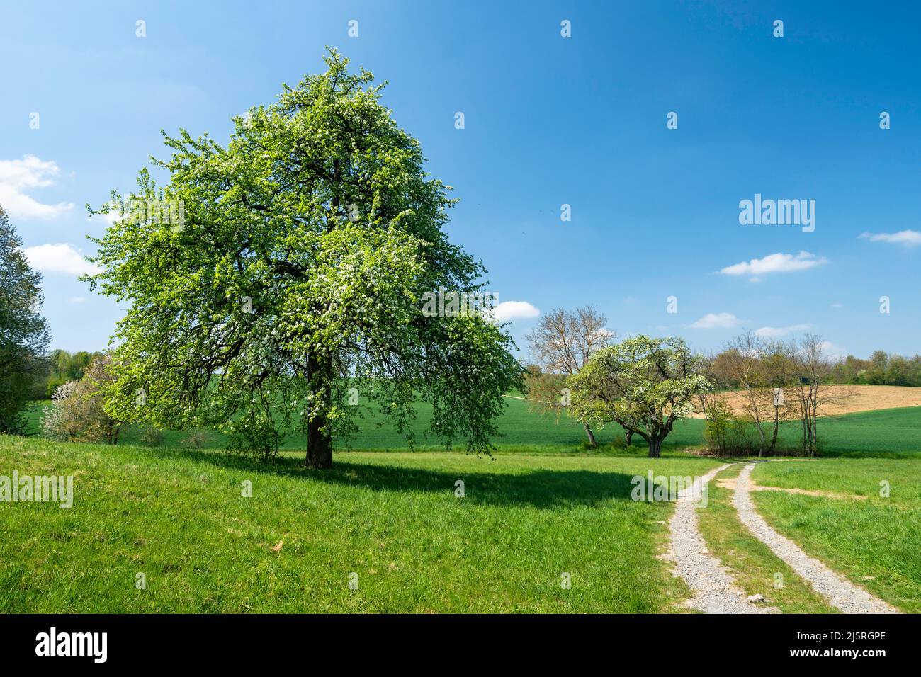 Frühling im Südwesten Deutschlands Stockfoto