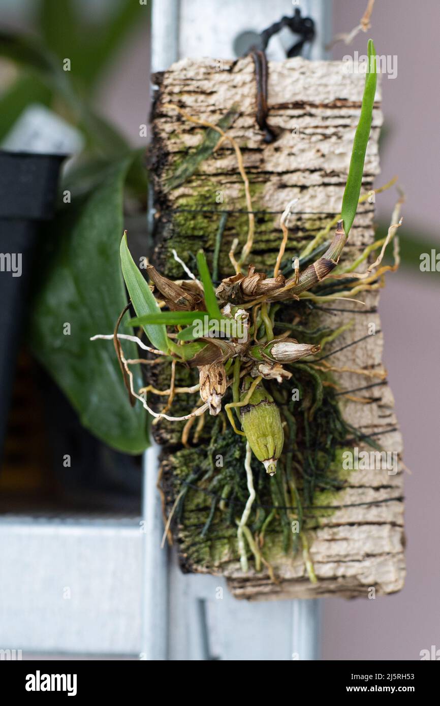 Fortpflanzung und Kultivierung seltener Zwergorchideen. Ein kleiner Orchideenbusch ist an einen hölzernen Haken und Moos gebunden. Orchideen aus nächster Nähe. Sammelvielfalt. Pflanze sprießt in einem Gewächshaus Stockfoto