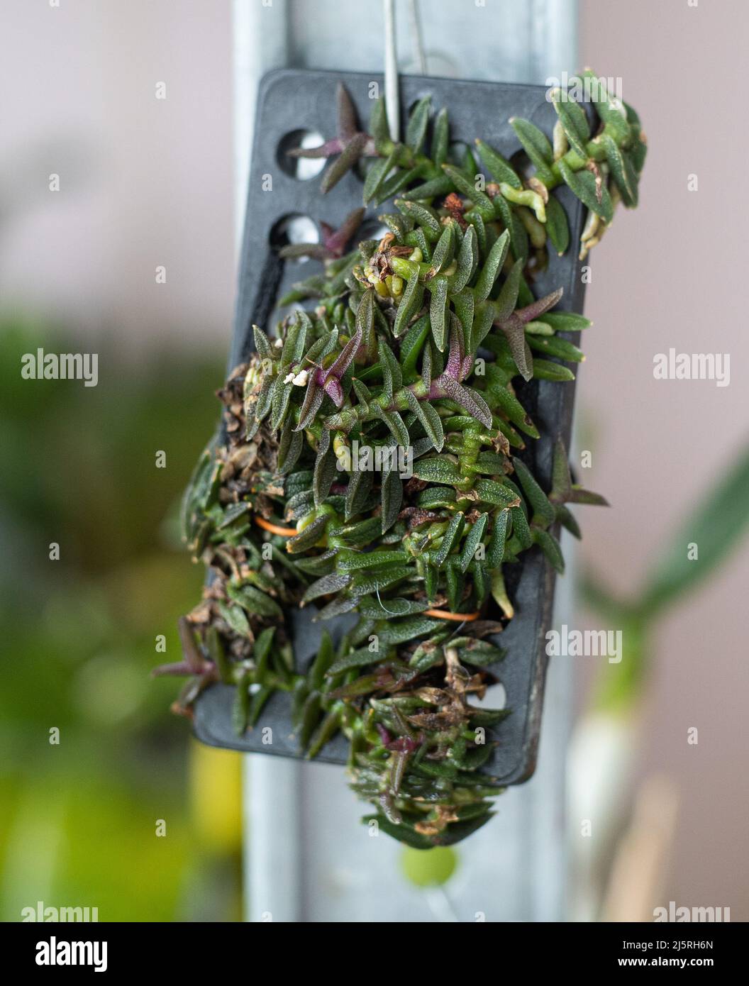 Fortpflanzung und Kultivierung seltener Zwergorchideen. Ein kleiner Orchideenbusch ist an einen hölzernen Haken und Moos gebunden. Orchideen aus nächster Nähe. Sammelvielfalt. Pflanze sprießt in einem Gewächshaus Stockfoto