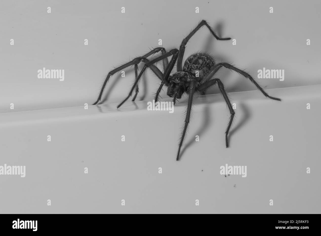 Eine Nahaufnahme einer Spinne aus dem Hauswinkel Stockfoto