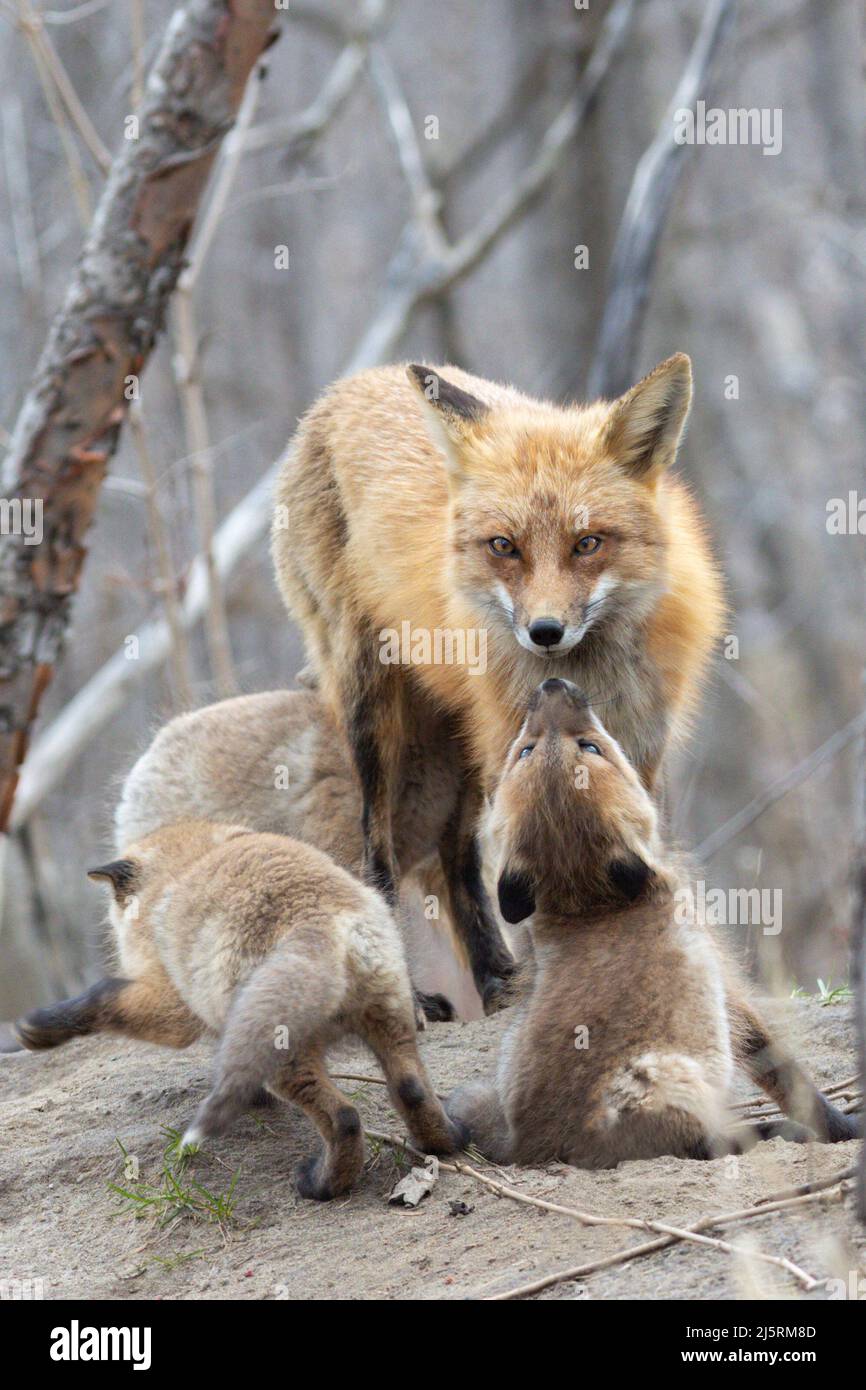 Roter Fuchs mit Cubs Stockfoto