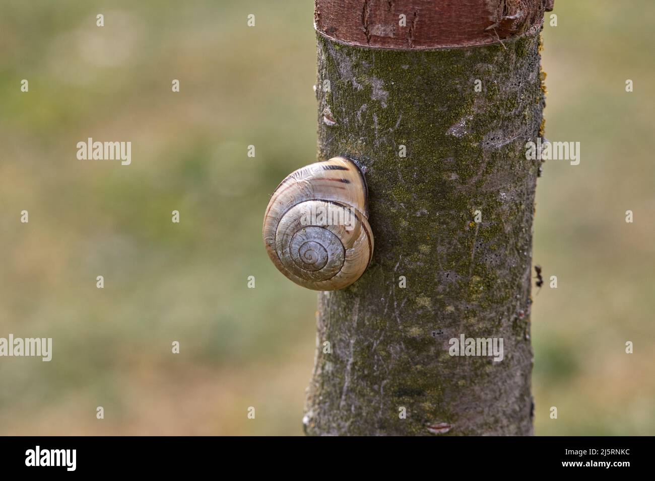 Grove cepaea, sitzt kriechend im Haus auf einem schmalen Kirschbaumstamm vor einem grünen unfokussierten Hintergrund, lateinisch Cepaea nemoralis Stockfoto