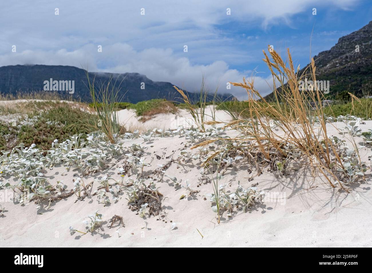 Sukkulenten und andere Vegetation in den Sanddünen in Hout Bay / Houtbaai bei Kapstadt / Kaapstad, Western Cape Province, Südafrika Stockfoto