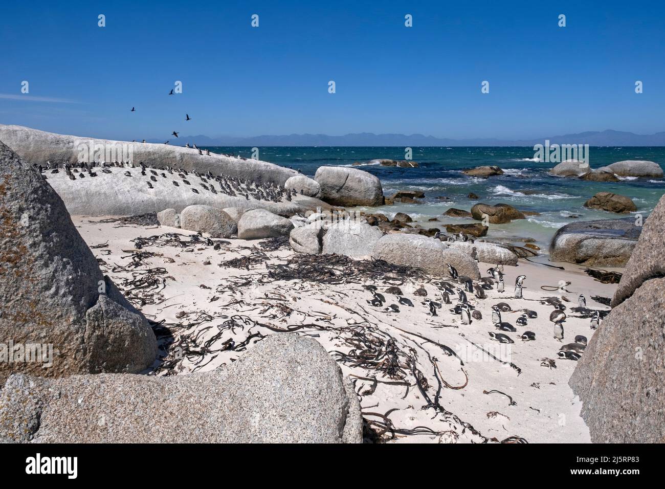 Kappinguine / südafrikanische Pinguinkolonie (Spheniscus demersus) am Boulders Beach, Simon's Town, Westkap, Südafrika Stockfoto