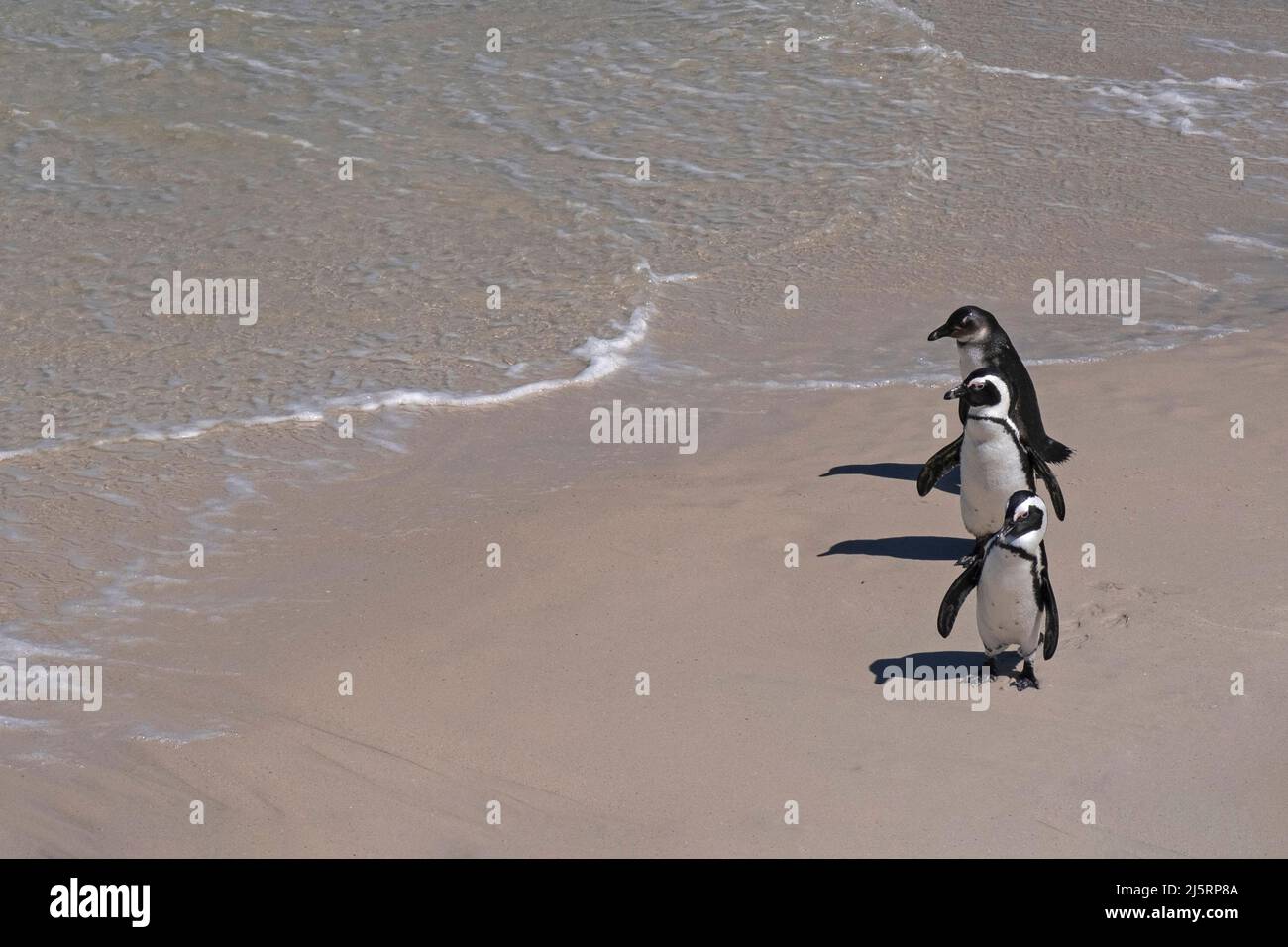Drei Kappinguine / Südafrikanischer Pinguin (Spheniscus demersus) am Boulders Beach, Simon's Town, Westkap, Südafrika Stockfoto