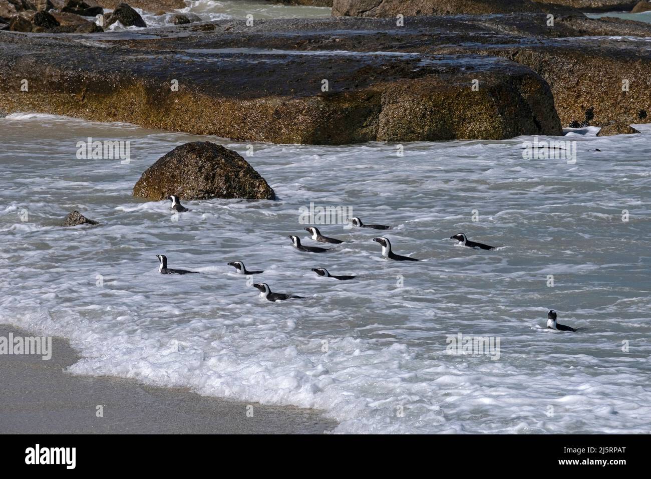 Kappinguine / südafrikanische Pinguinkolonie (Spheniscus demersus) am Boulders Beach, Simon's Town, Westkap, Südafrika Stockfoto