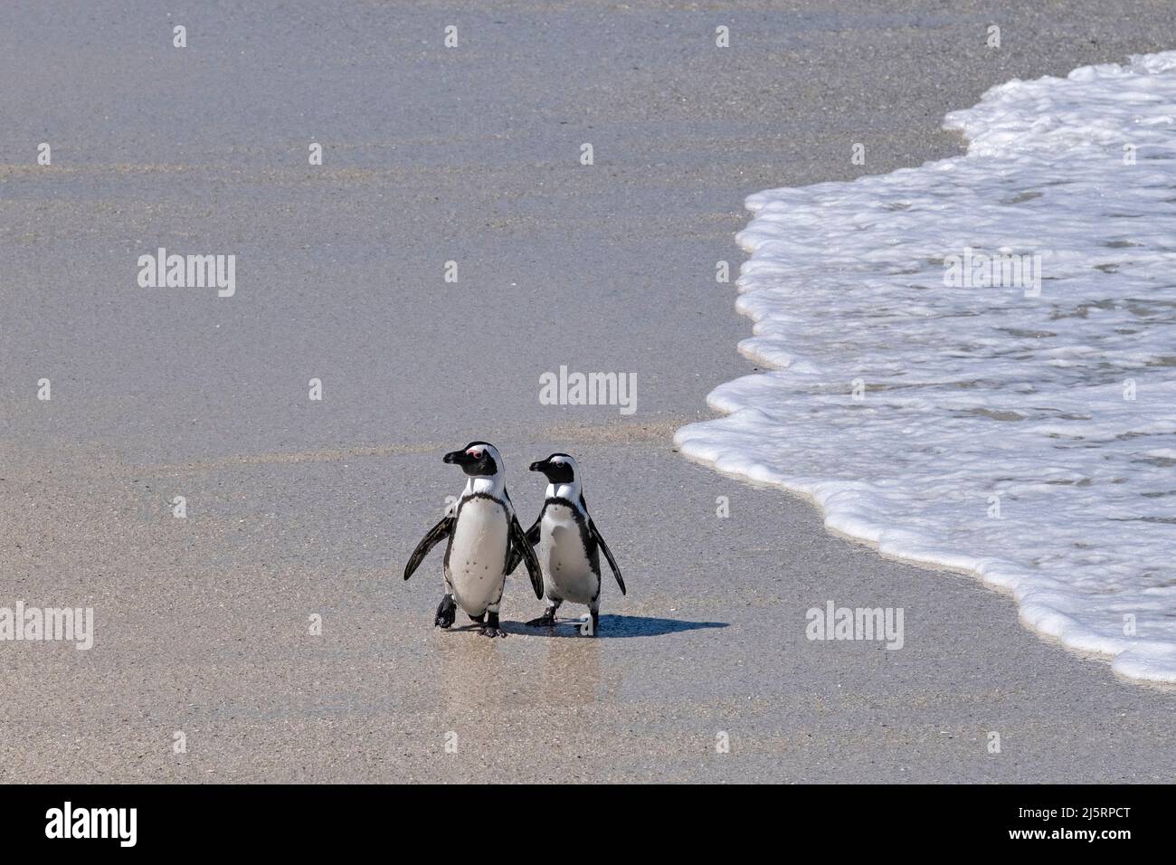 Zwei Kappinguine / Südafrikanischer Pinguin (Spheniscus demersus) am Boulders Beach, Simon's Town, Westkap, Südafrika Stockfoto