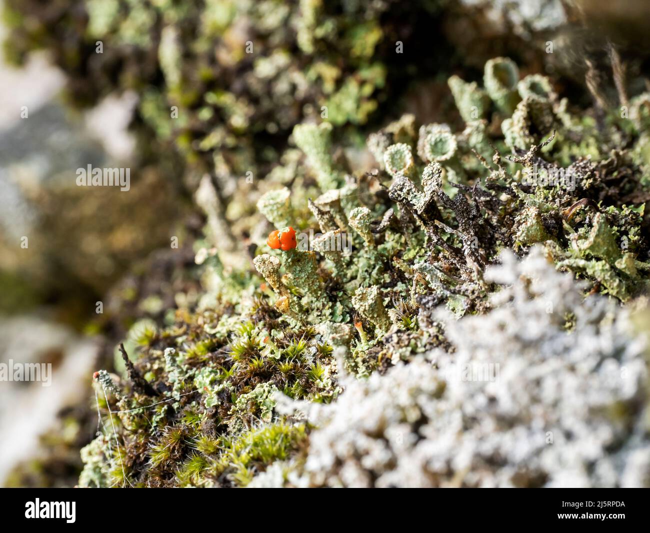 Flechten an einer Wand in Ambleside, Lake District, Großbritannien. Stockfoto