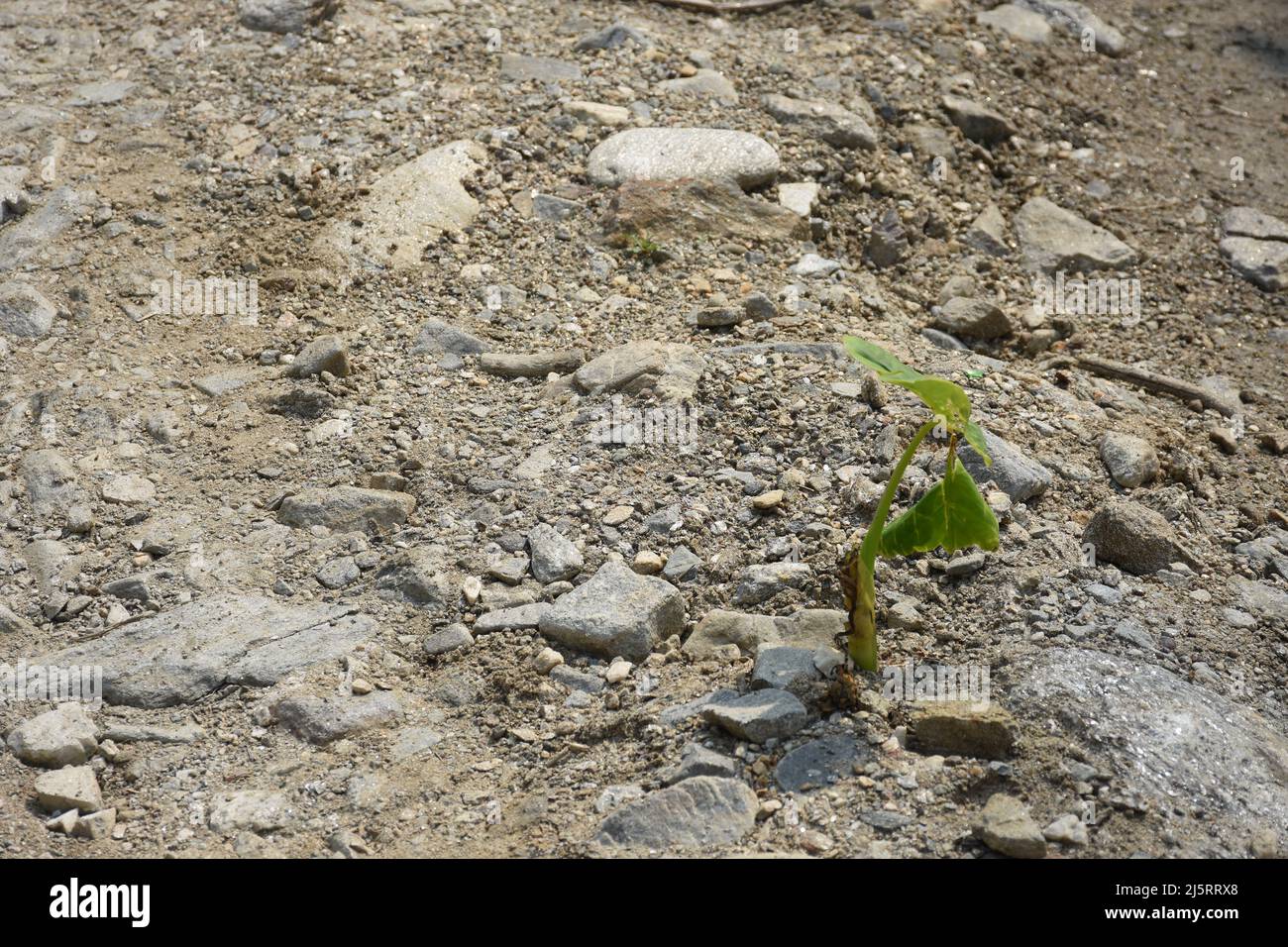 Grüne Pflanze überleben in sehr feindseligen Zustand, Ein Hintergrund Stockfoto