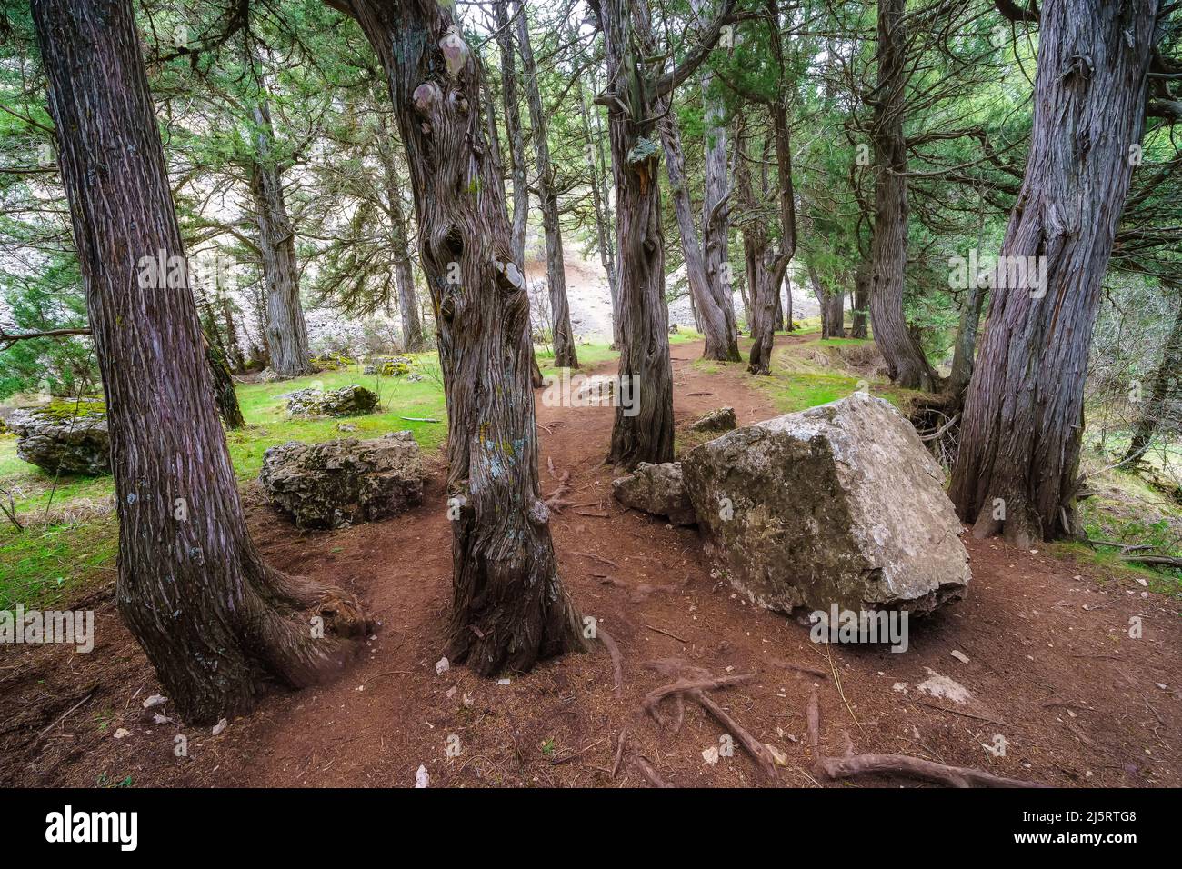 Geheimnisvolle Waldlandschaft zwischen Wacholderbäumen auf dem Weg, Sabinar Soria. Stockfoto