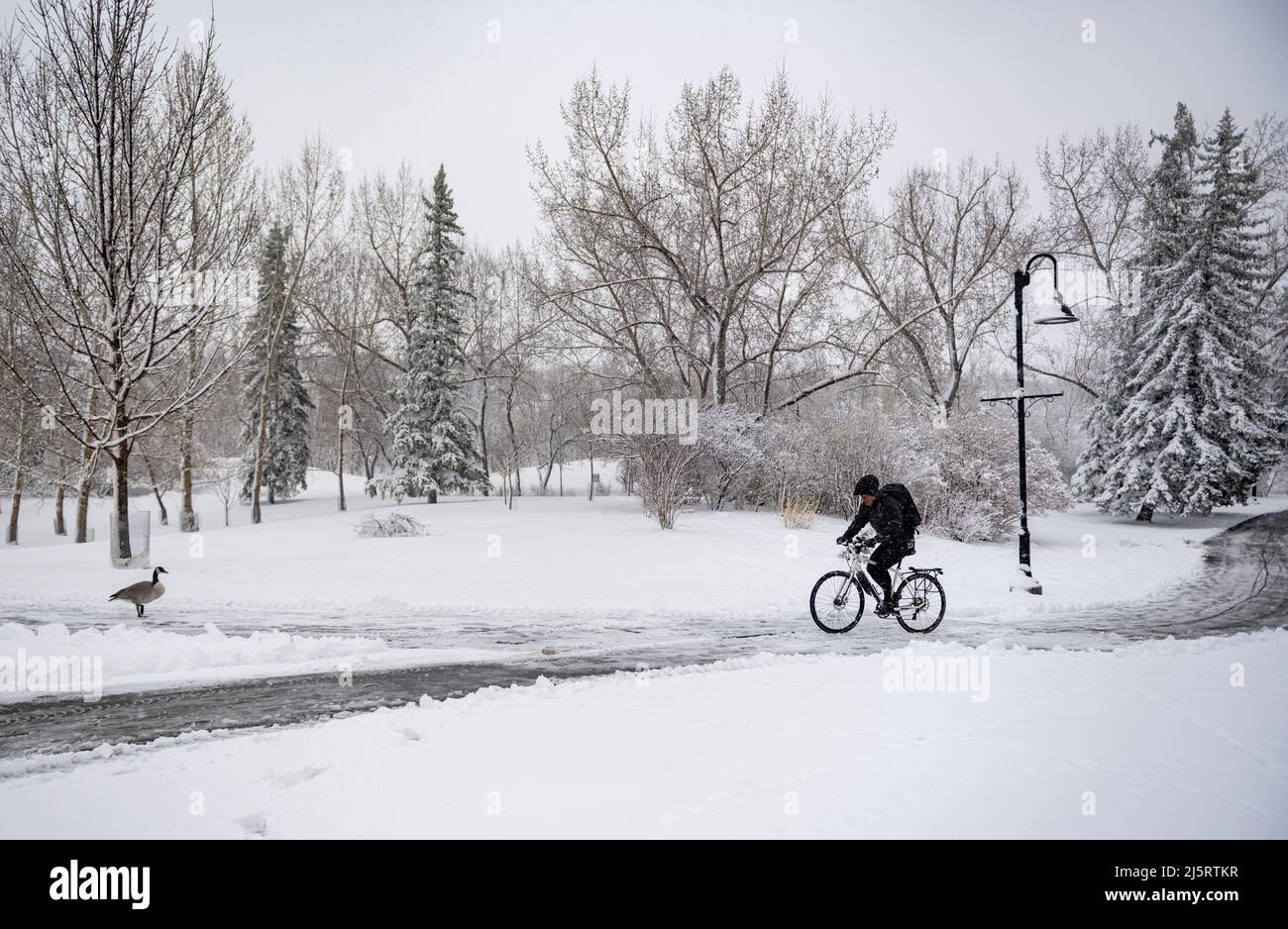 Der Radfahrer trotzt einem Schneesturm im Frühling, Prince’s Island Park, Calgary, Alberta, Kanada Stockfoto