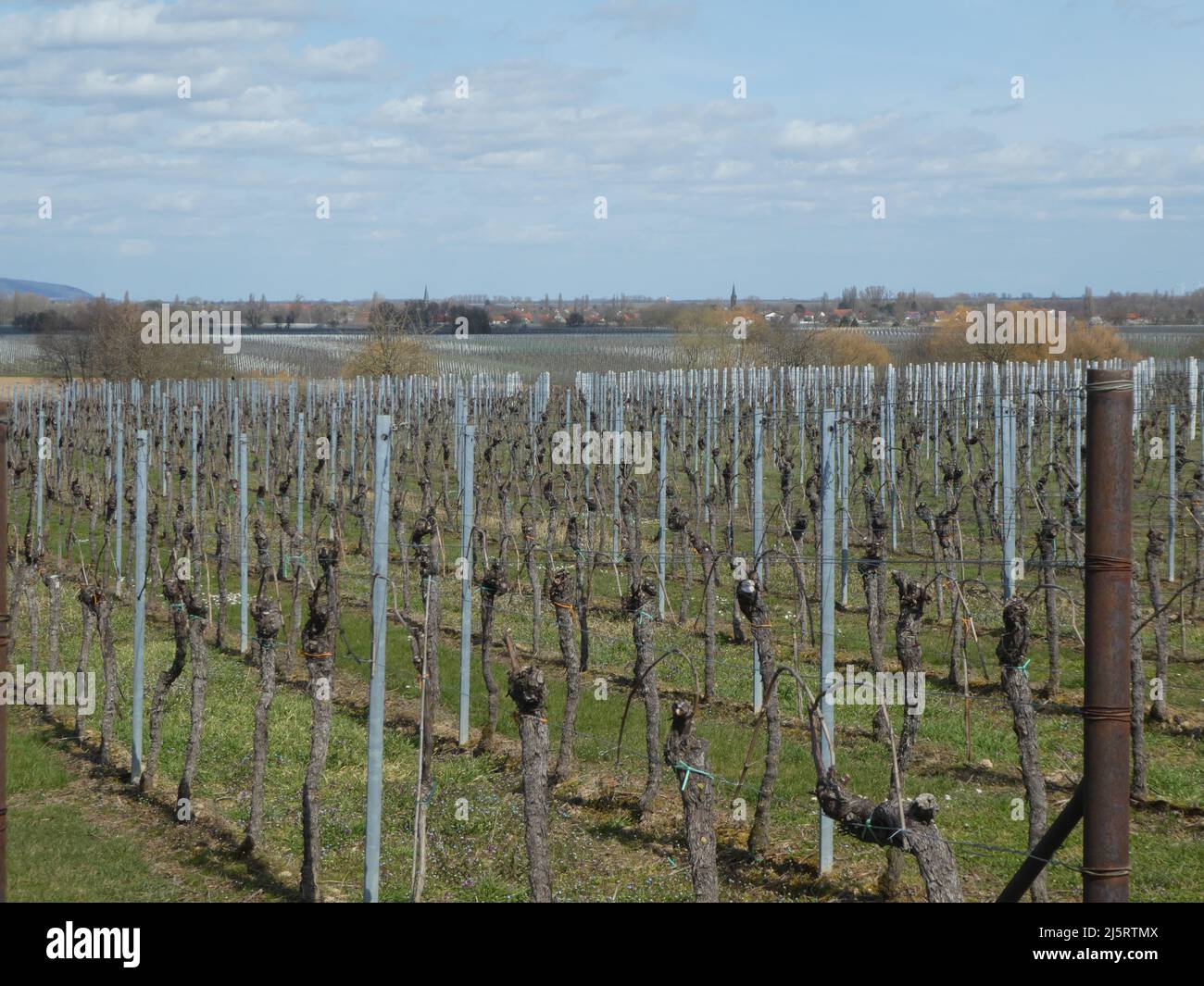 Die Linien der Weingärten im Frühling Stockfoto