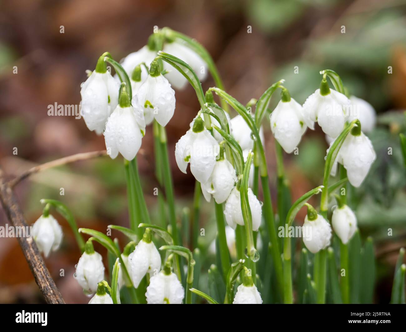 Schneeglöckchen wachsen auf einem Baum in Ambleside, Lake District, Großbritannien. Stockfoto
