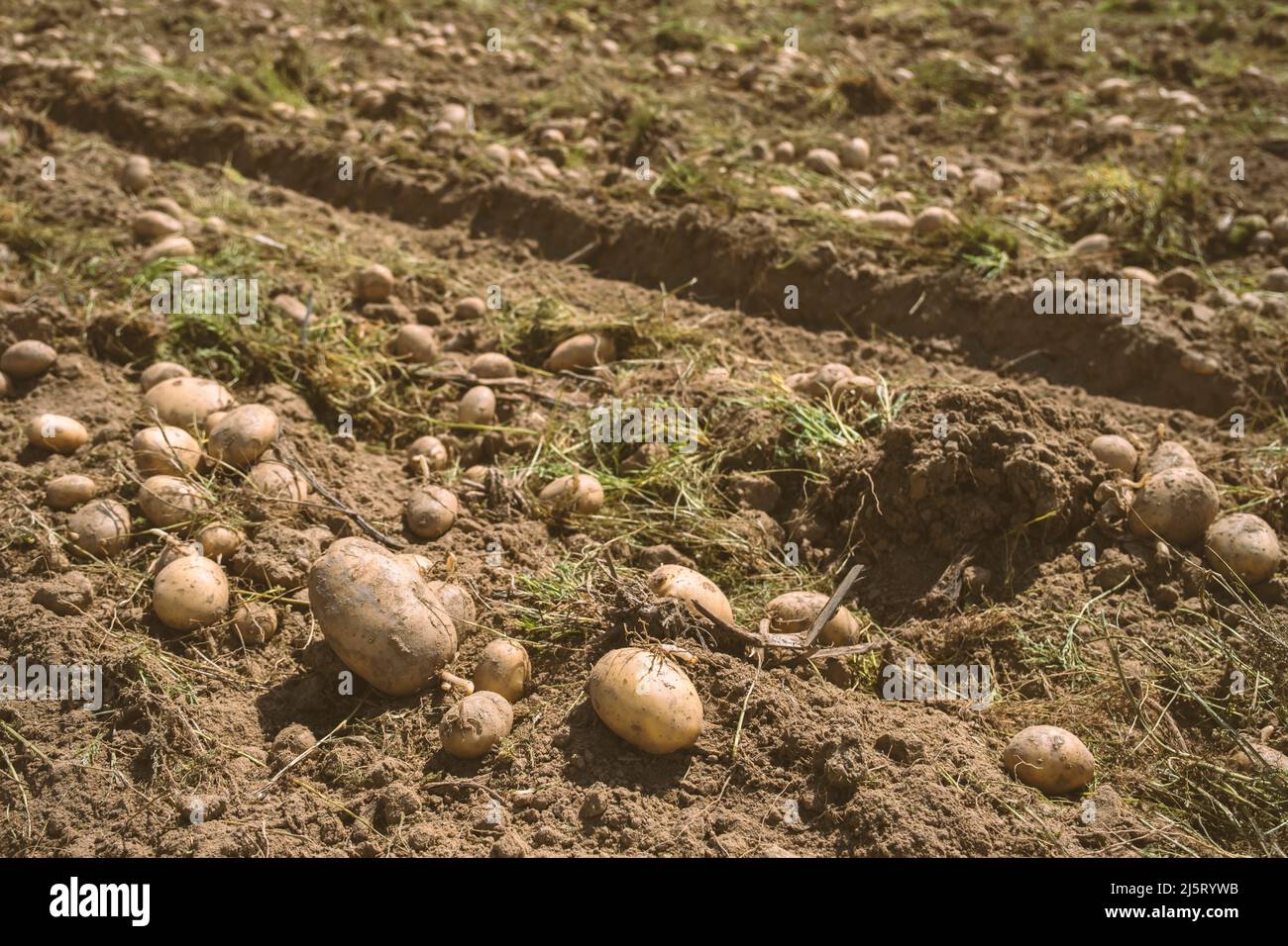 Kartoffeln frisch aus dem Boden. Landwirtschaft. Stockfoto