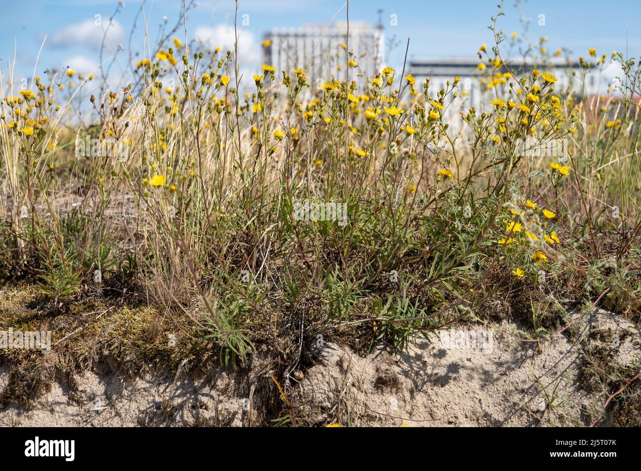 Gelbe Blüten auf einer Sanddüne in Deutschland. Schöne Wildblumen im Bereich der ostsee an einem sonnigen Sommertag. Stockfoto