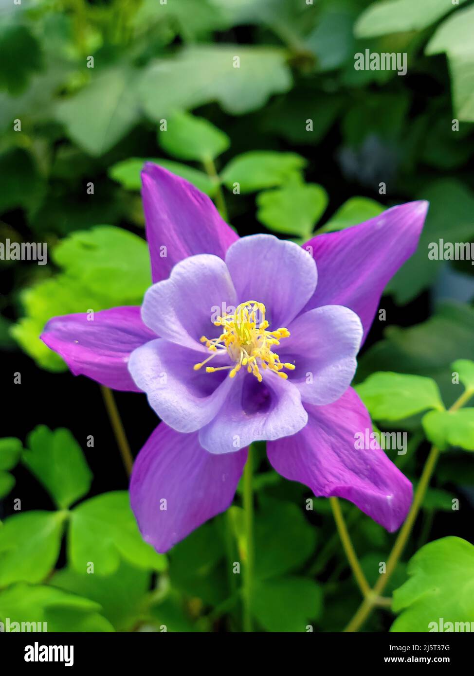 Nahaufnahme einer violetten Säulenblume in einem Garten Stockfoto