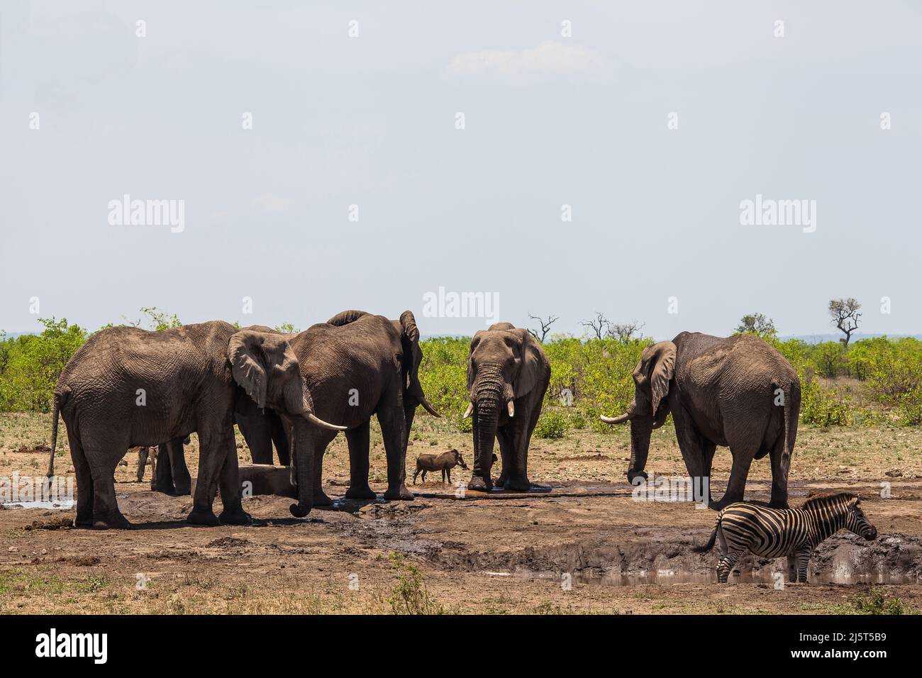 Afrikanischer Elefant (Loxodonta africana), Burchell-Zebra (Equus quagga burchellii) und ein gewöhnlicher Warthog (Phacochoerus africanus) teilen sich ein Wasserloch in K Stockfoto