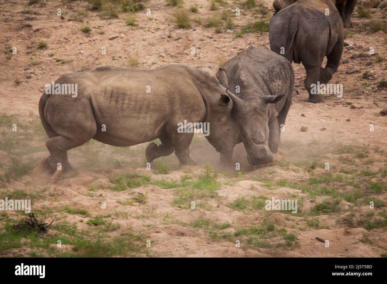 Zwei enthornte weiße Nashörner (Ceratotherium simum) kämpfen im Kruger Nationalpark. Südafrikanische Nationalparks enthorten Nashörner in einem Versuch, die Wilderin einzudämmen Stockfoto