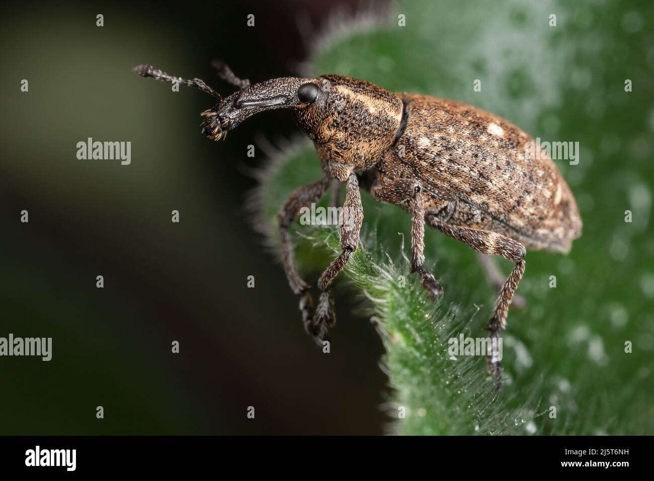 Polydrusus auf dem haarigen grünen Blatt mit Wassertropfen Stockfoto