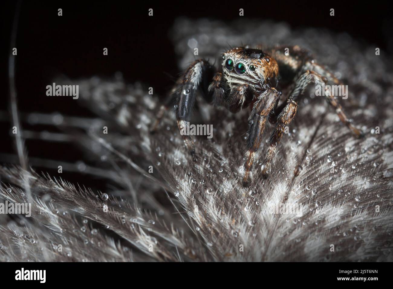 Springende Spinne auf den grau bunten Federn mit Wassertropfen Stockfoto