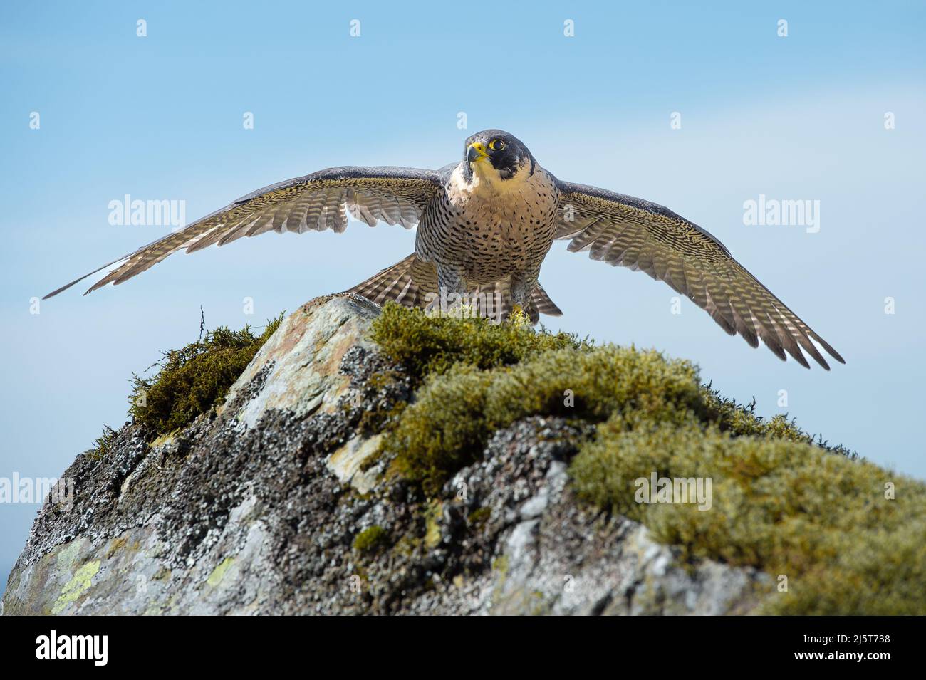 Peregrine falcon Stockfoto