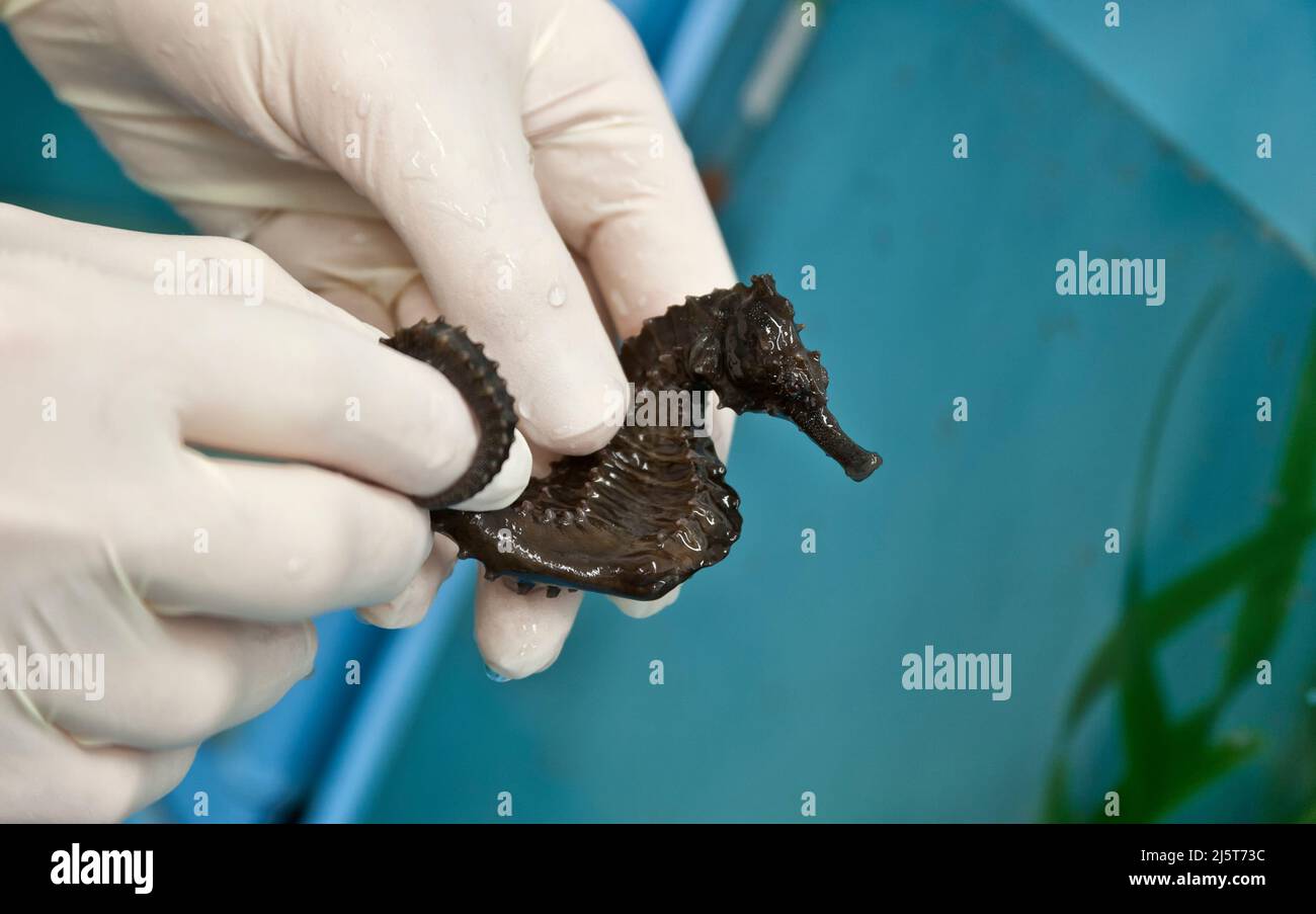 Forscher, der in Gefangenschaft gesäumte Seepferde „Hippocampus erectus“ in einem Aquakultur-Forschungslabor in Florida auf ihre allgemeine Gesundheit untersucht. Stockfoto