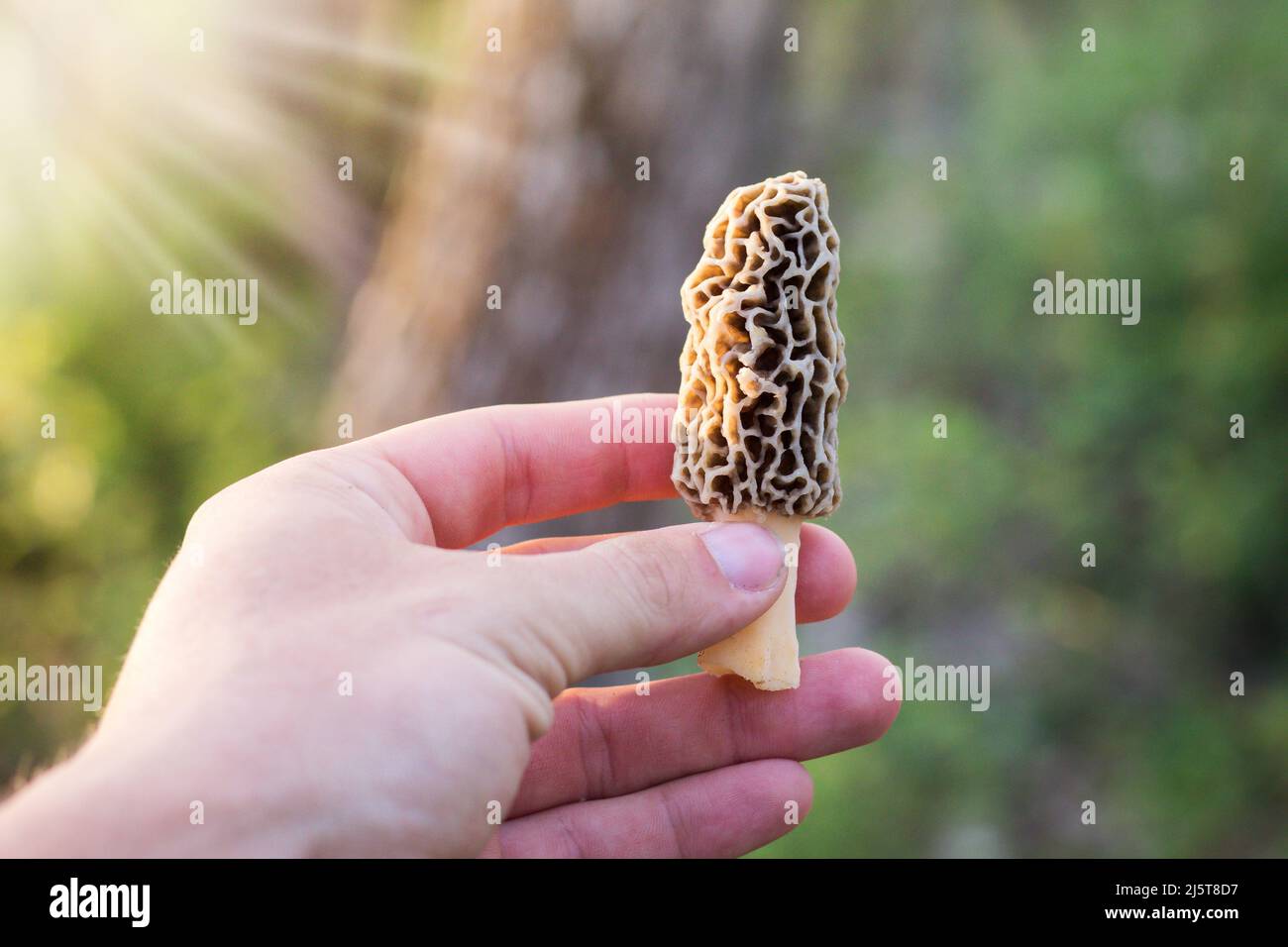 Hand hält Morel Pilz mit Sonnenstrahlen scheint Stockfoto
