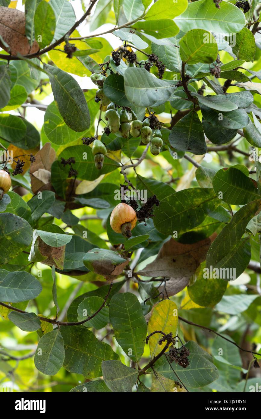 Reife und nicht gerupfte Cashew-Äpfel oder Cashew-Früchte hängen vom Baum Stockfoto